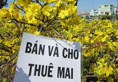 Nhộn nhịp dịch vụ cho thuê mai cảnh chơi tết 